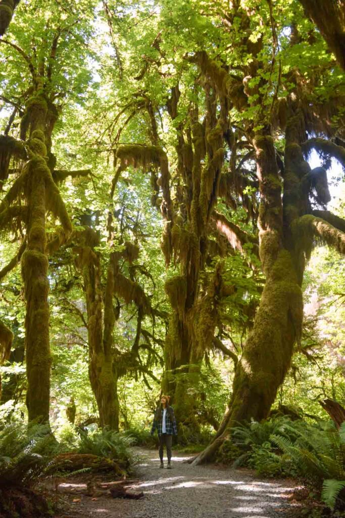 Best hiking in Washington State, Hall of Mosses in Olympic National Park, Olympic National Park hiking trails