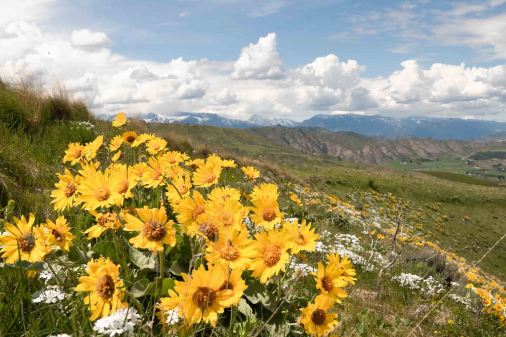 Spring in the Sage Hills is one of the top things to do in Wenatchee Washington