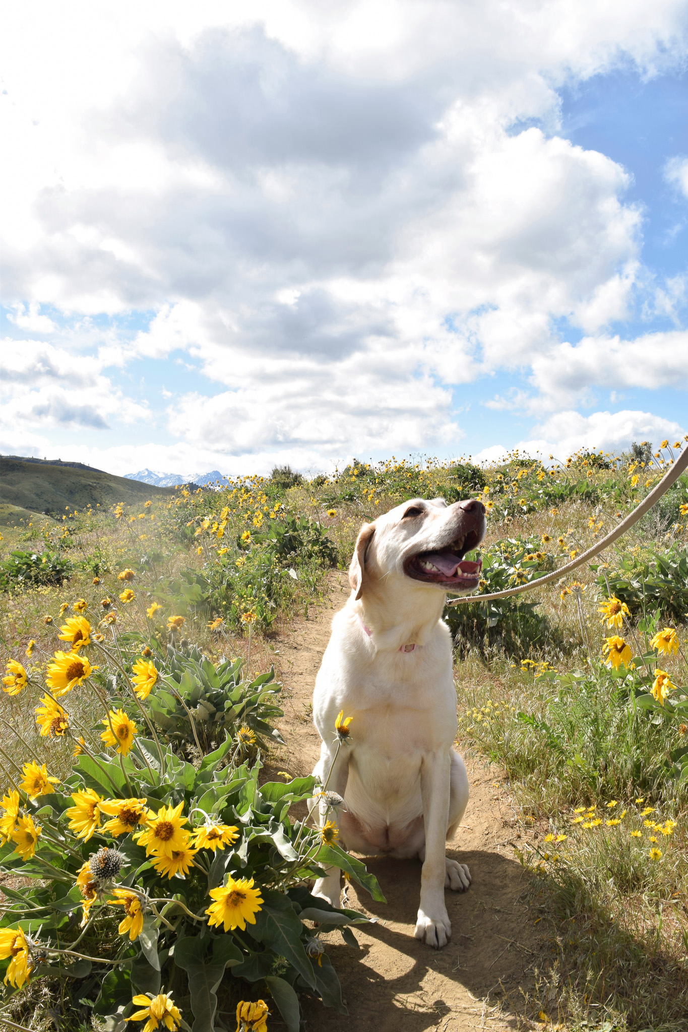 Things to do in Wenatchee, dog friendly things to do in Wenatchee, Sage Hills