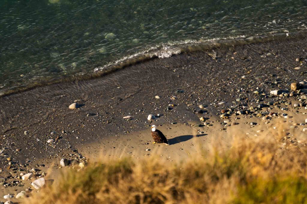 state parks in washington, wa state parks, bald eagle on whidbey island