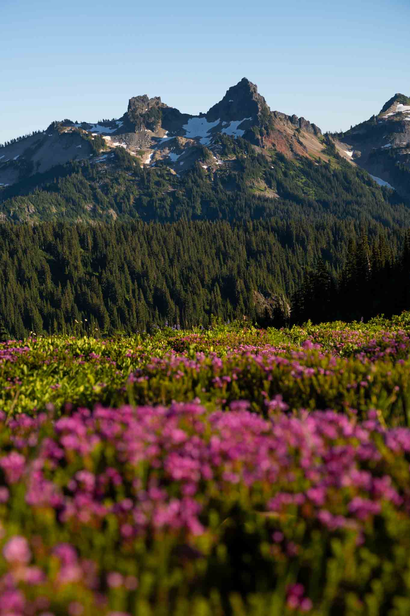 skyline loop trail at Mt Rainier with summer wildflowers