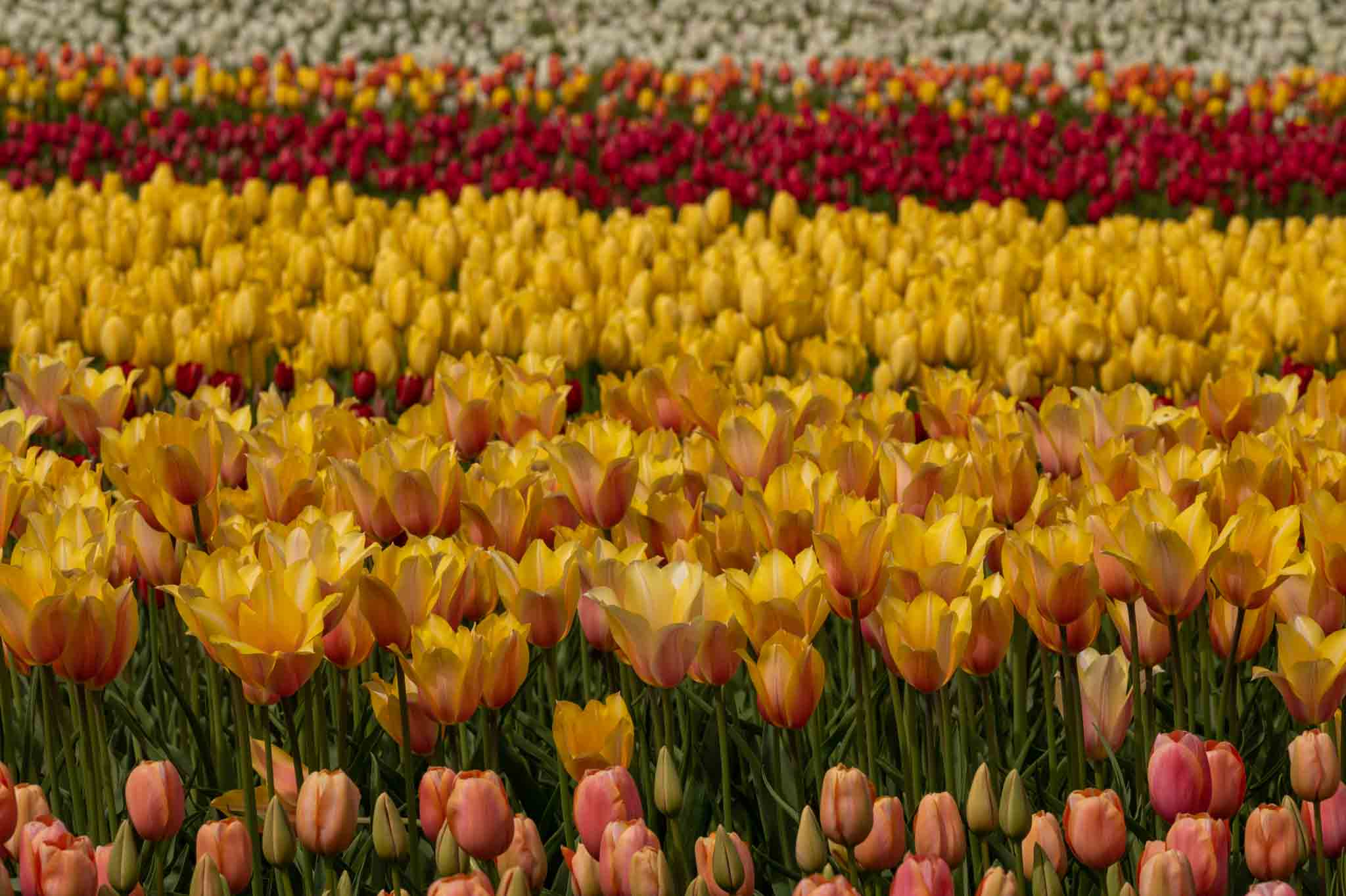 Wooden Shoe Tulip Festival, Salem OR things to do